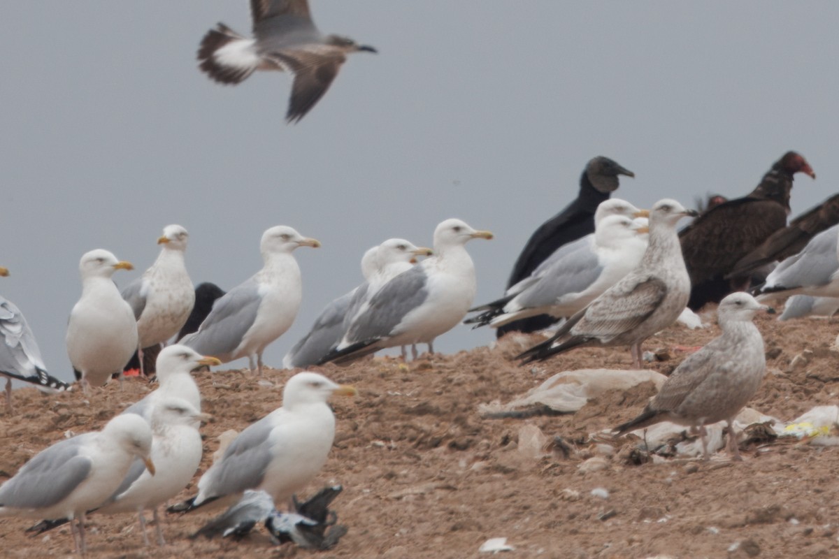 Vega Gull - ML651507414