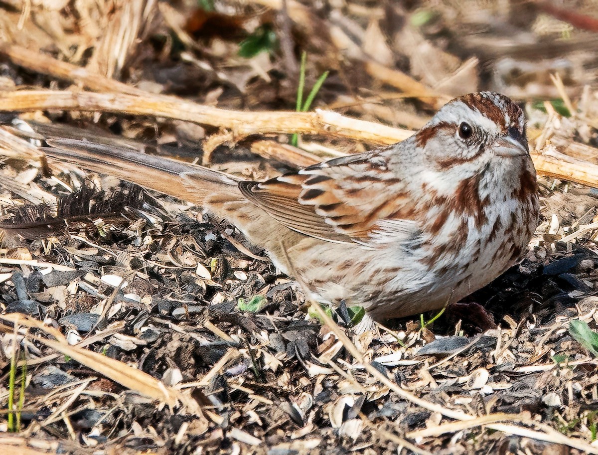 strnadec zpěvný - ML651508027