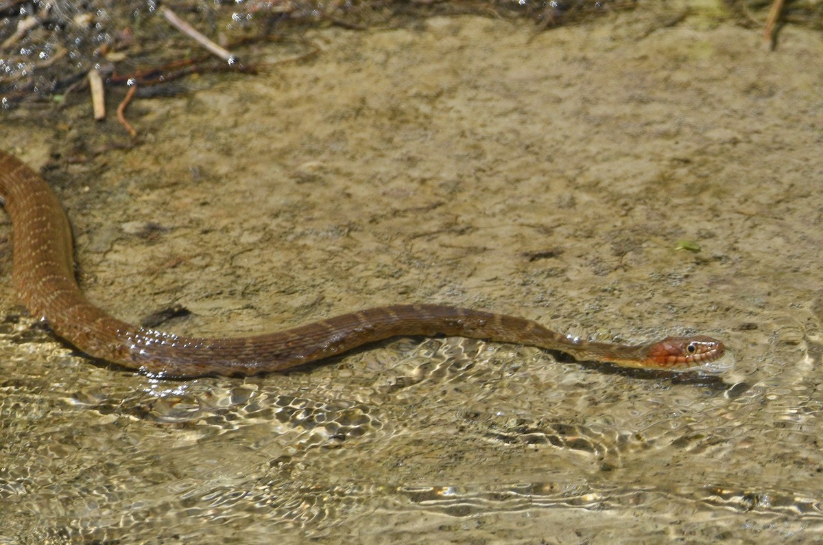 Plain-bellied Watersnake - ML651508149