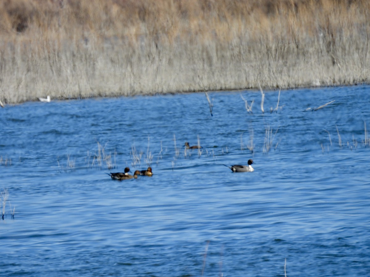 Northern Pintail - ML651508235
