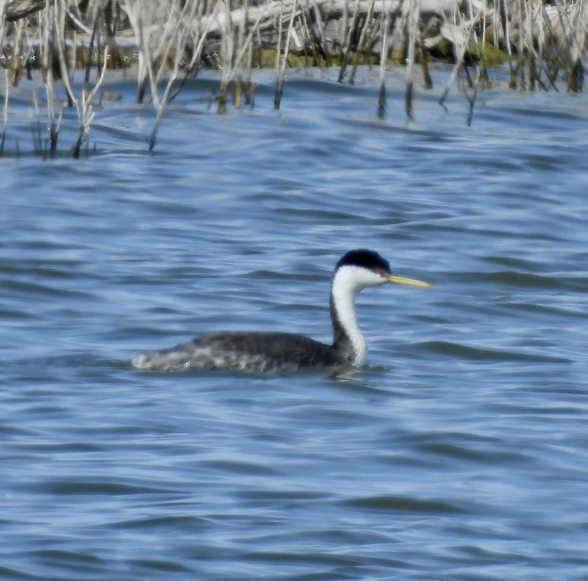 Western Grebe - ML651508249