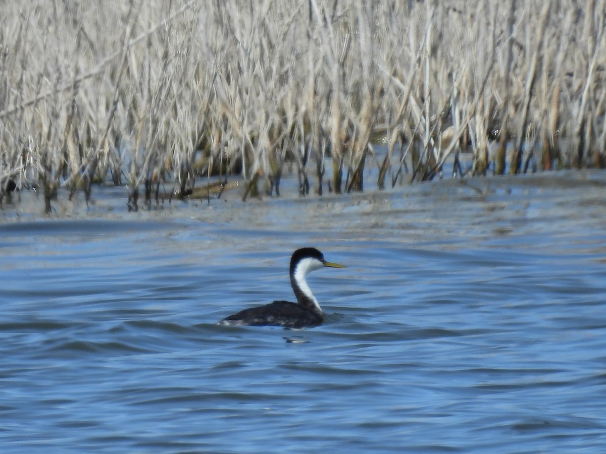 Western Grebe - ML651508250