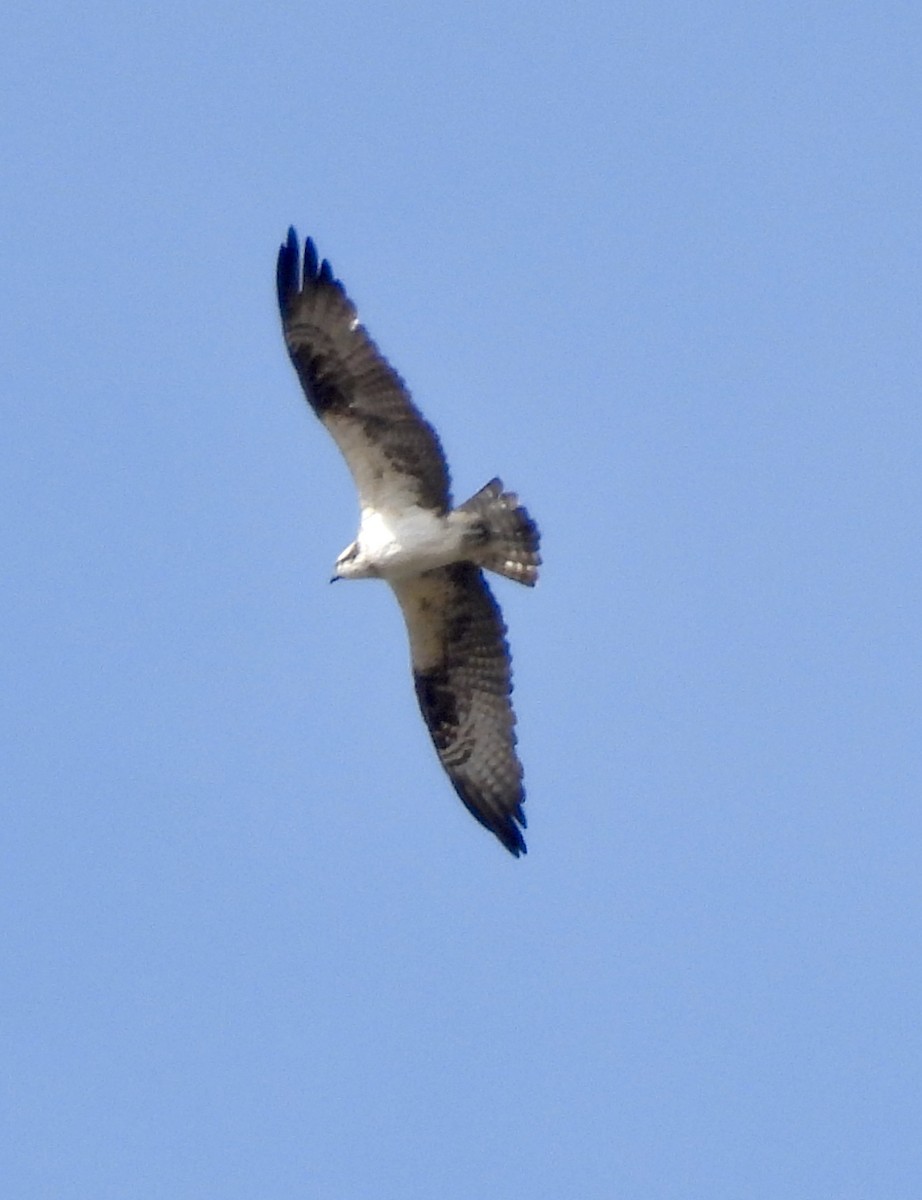 Osprey - ML651508265
