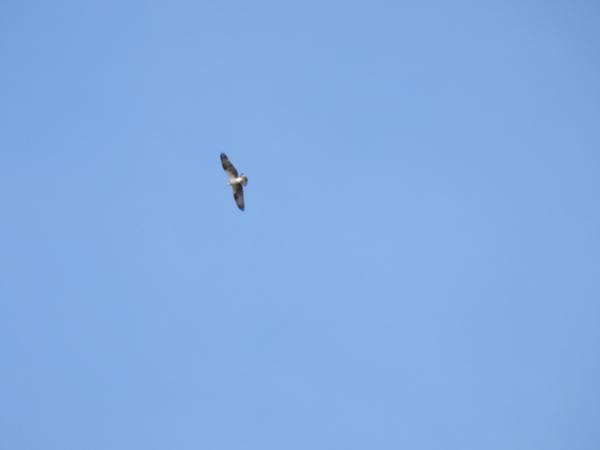 Osprey - ML651508266