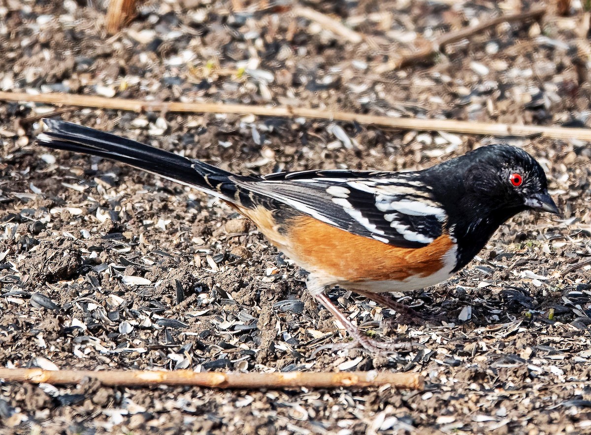Spotted Towhee - ML651508497