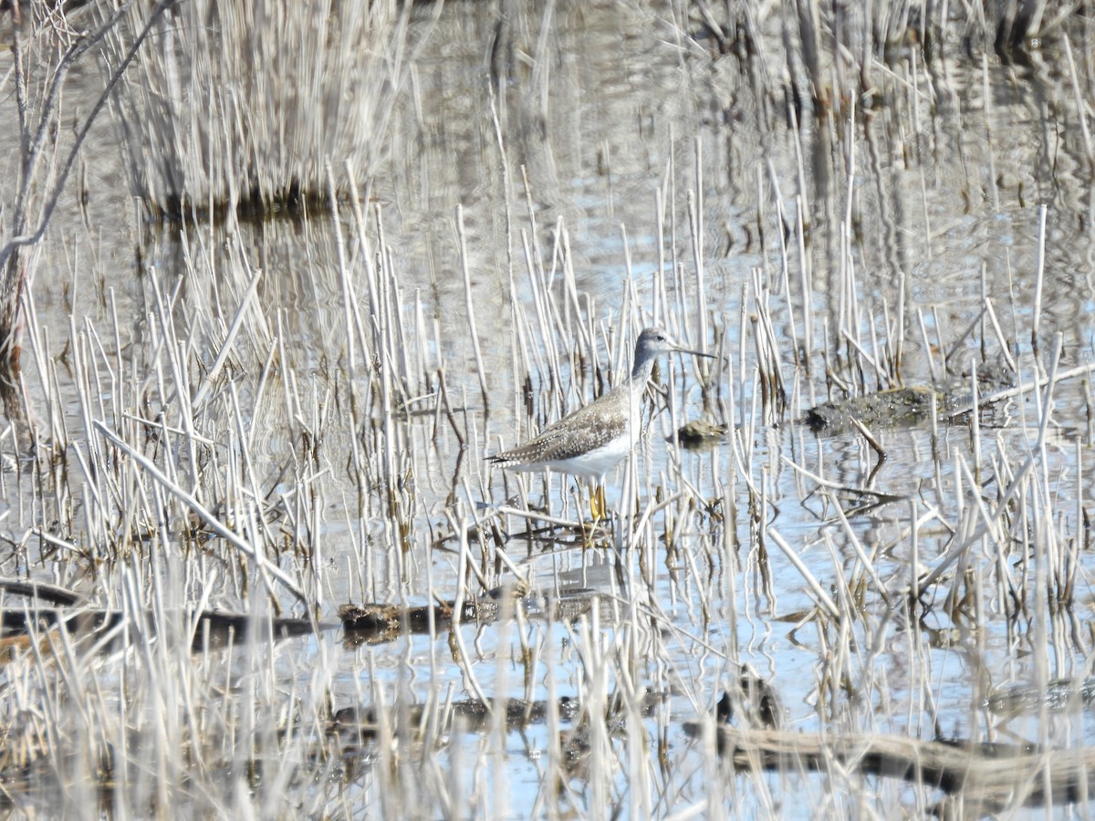 Greater Yellowlegs - ML651508500
