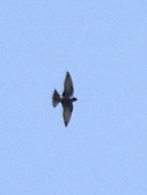 Cave Swallow - ML651508507