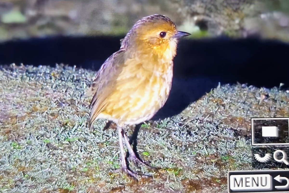 Boyaca Antpitta - ML651508680