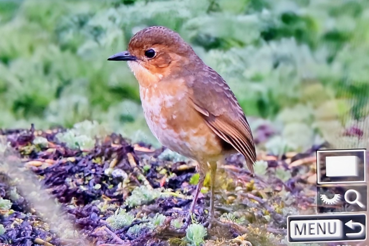 Boyaca Antpitta - ML651508761