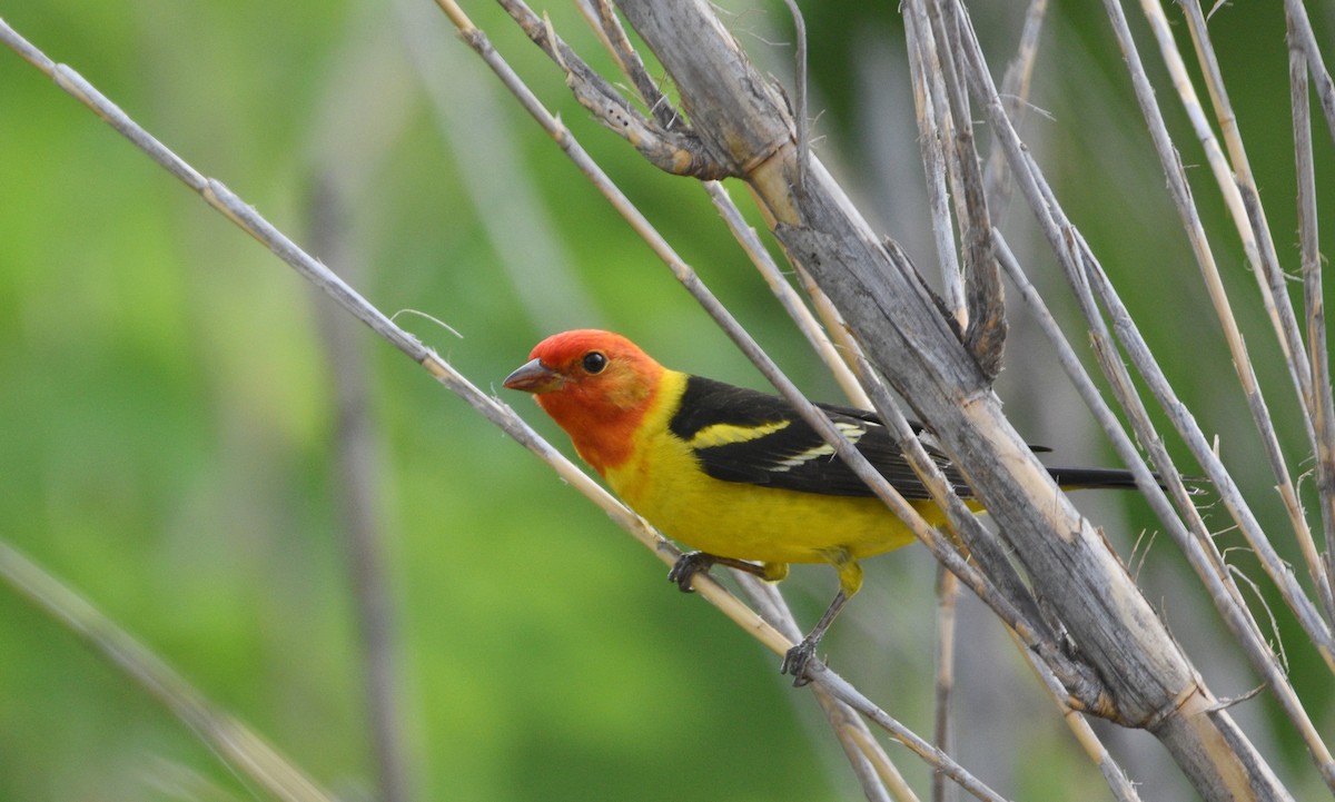 ニシフウキンチョウ - ML651509056