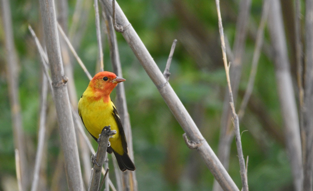 ニシフウキンチョウ - ML651509060