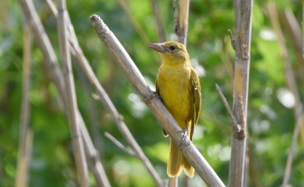 ナツフウキンチョウ - ML651509094