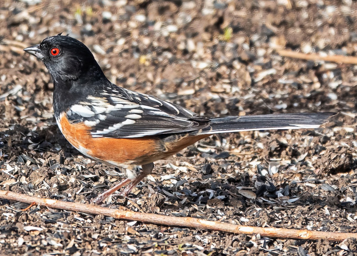 Spotted Towhee - ML651509107