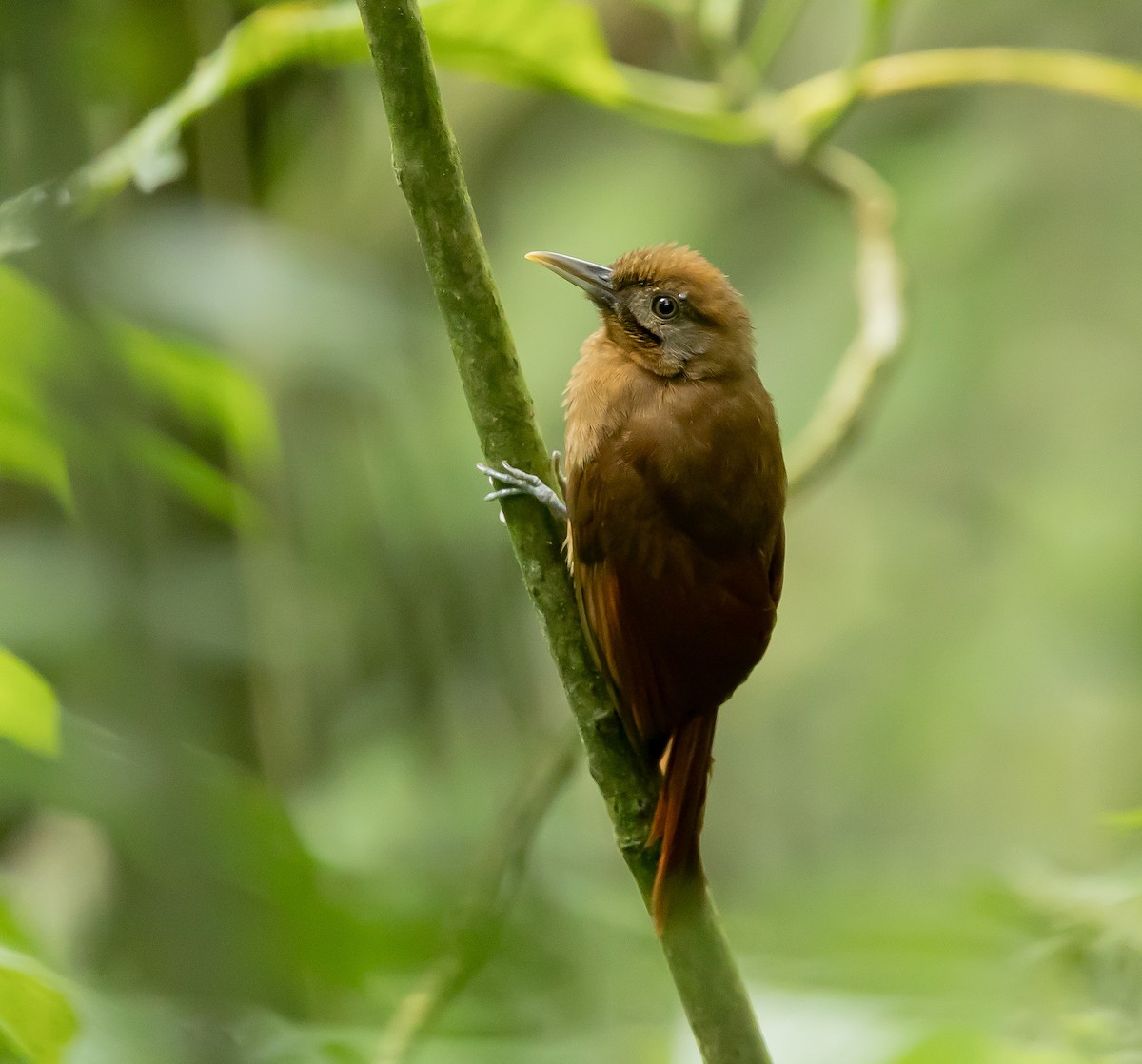Plain-brown Woodcreeper - ML651509112