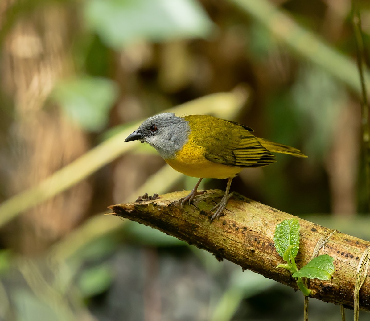 Gray-headed Tanager - ML651509122