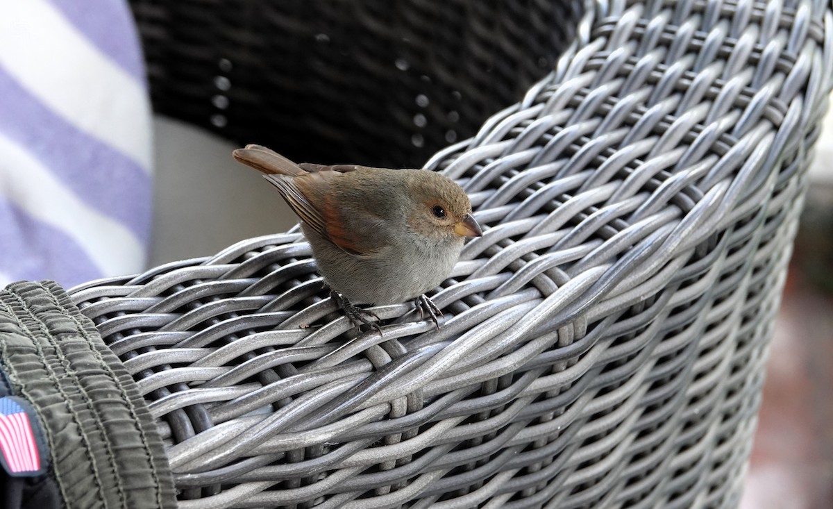 Lesser Antillean Bullfinch - ML651509233