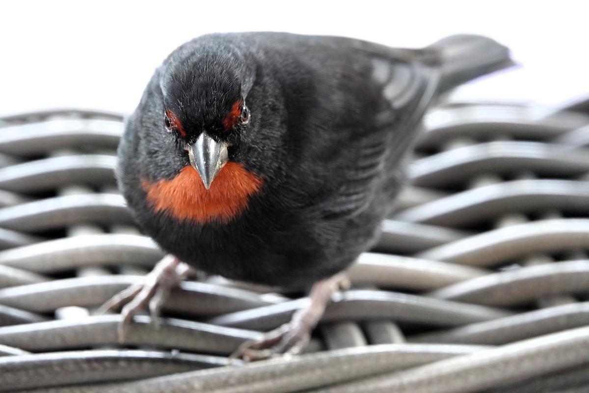 Lesser Antillean Bullfinch - ML651509236