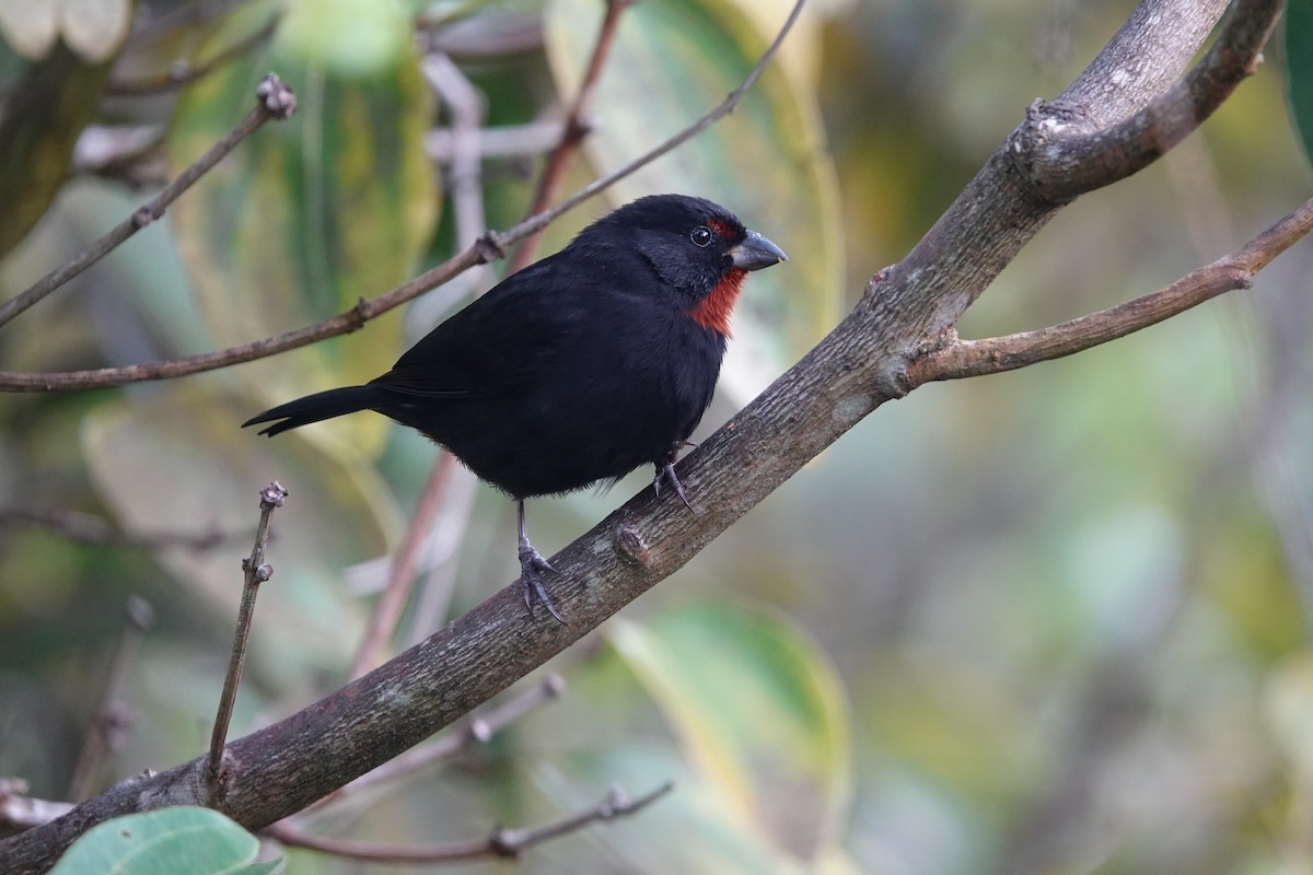 Lesser Antillean Bullfinch - ML651509238