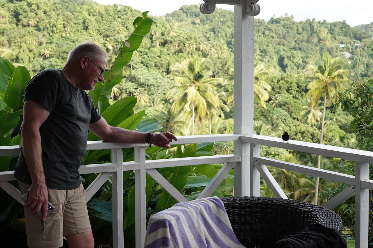 Lesser Antillean Bullfinch - ML651509239