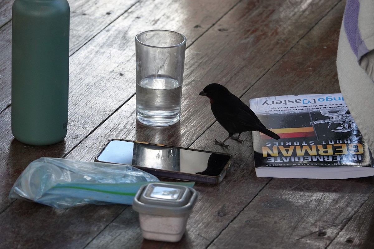 Lesser Antillean Bullfinch - ML651509240