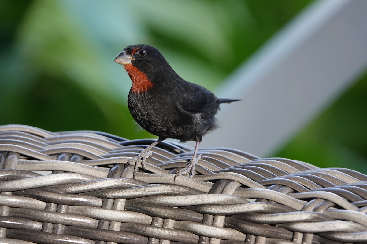 Lesser Antillean Bullfinch - ML651509241