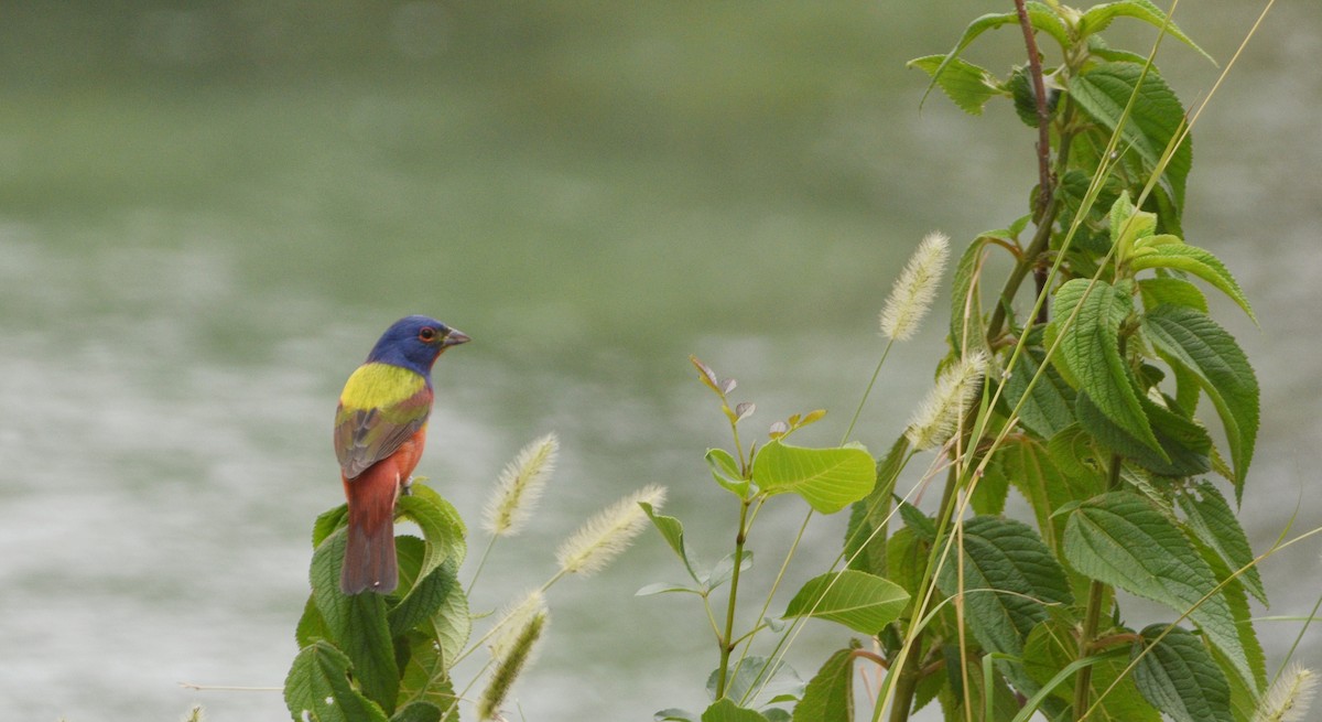 ゴシキノジコ - ML651509248