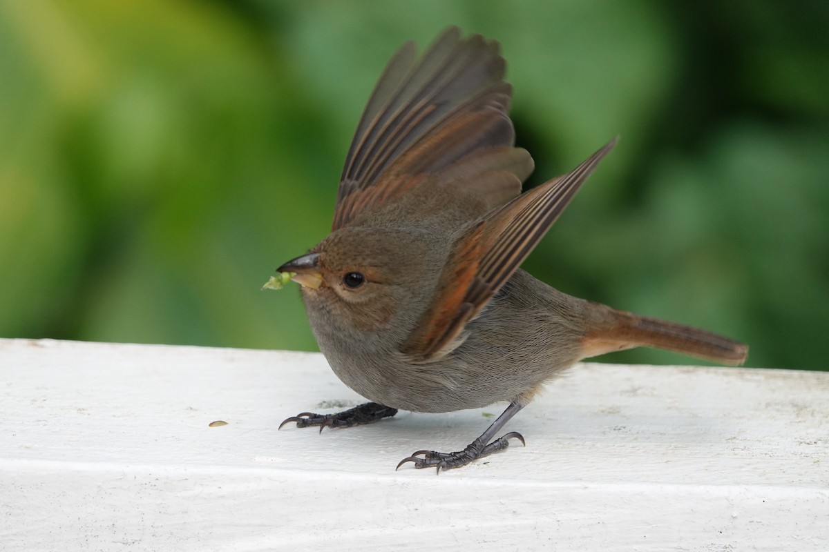 Lesser Antillean Bullfinch - ML651509350