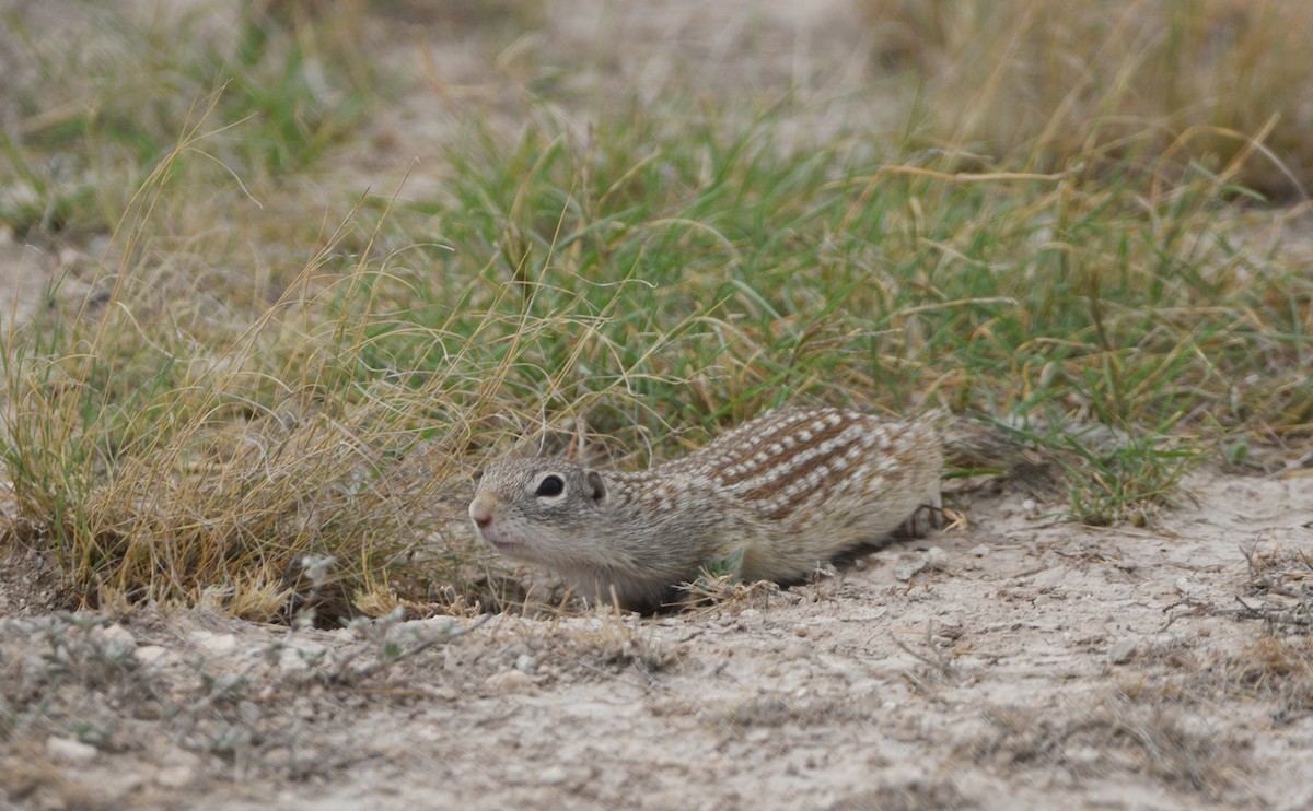Rio Grande Ground Squirrel - ML651509368