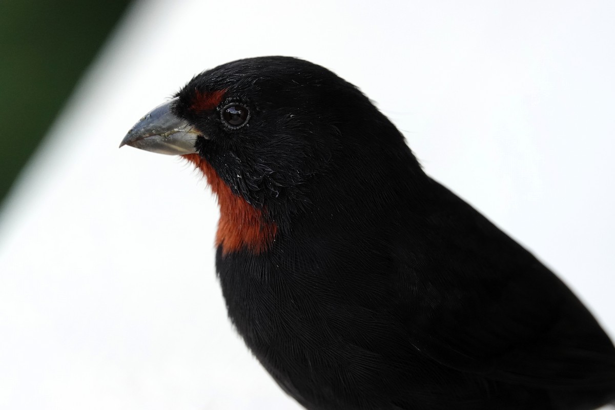 Lesser Antillean Bullfinch - ML651509473