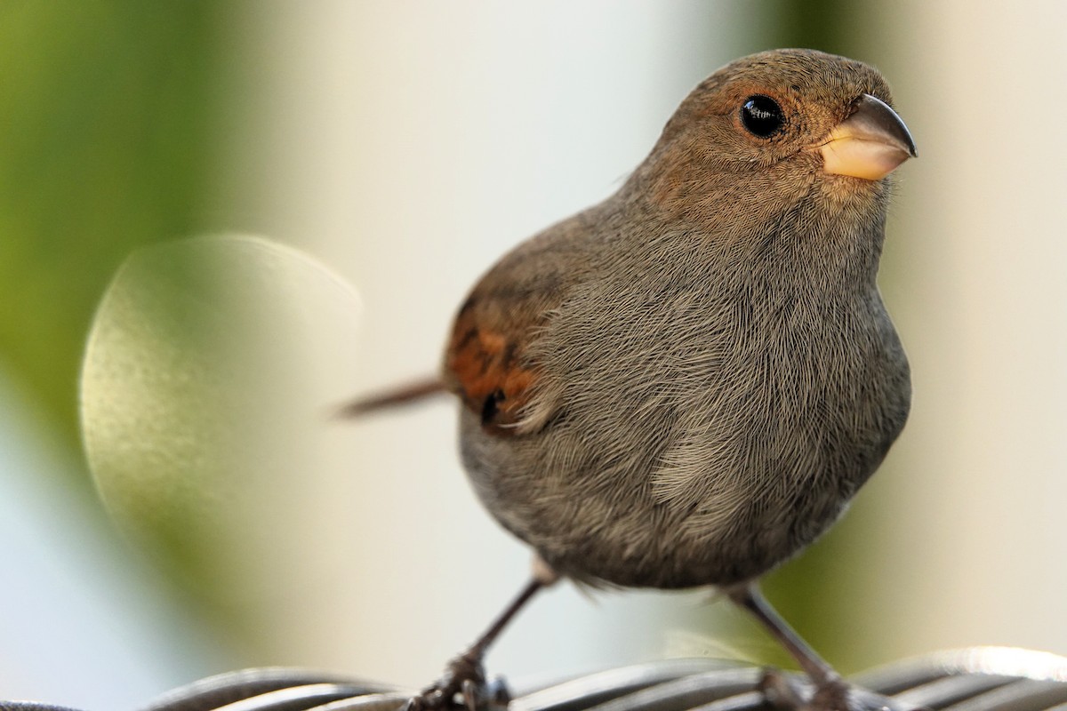 Lesser Antillean Bullfinch - ML651509475