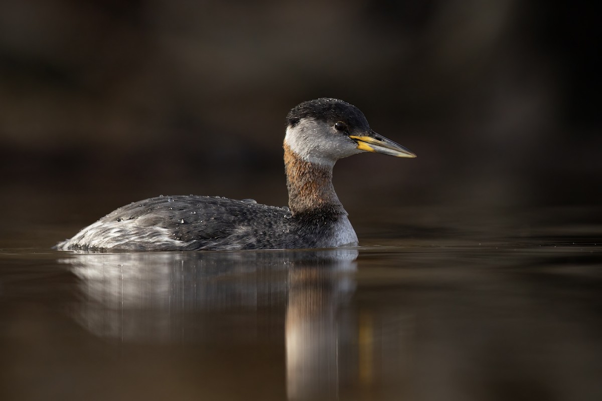 טבלן אפור-לחיים - ML651509582