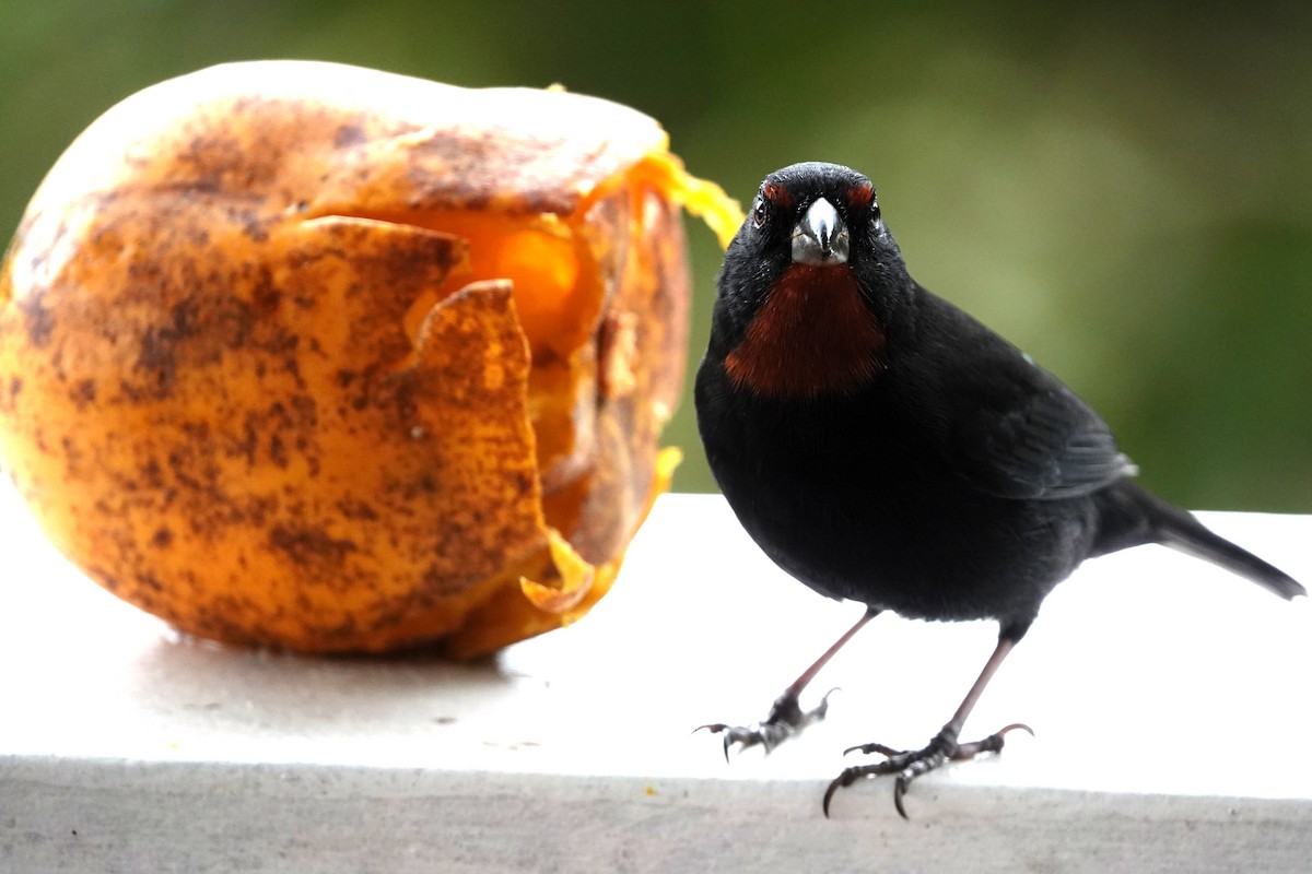 Lesser Antillean Bullfinch - ML651509627
