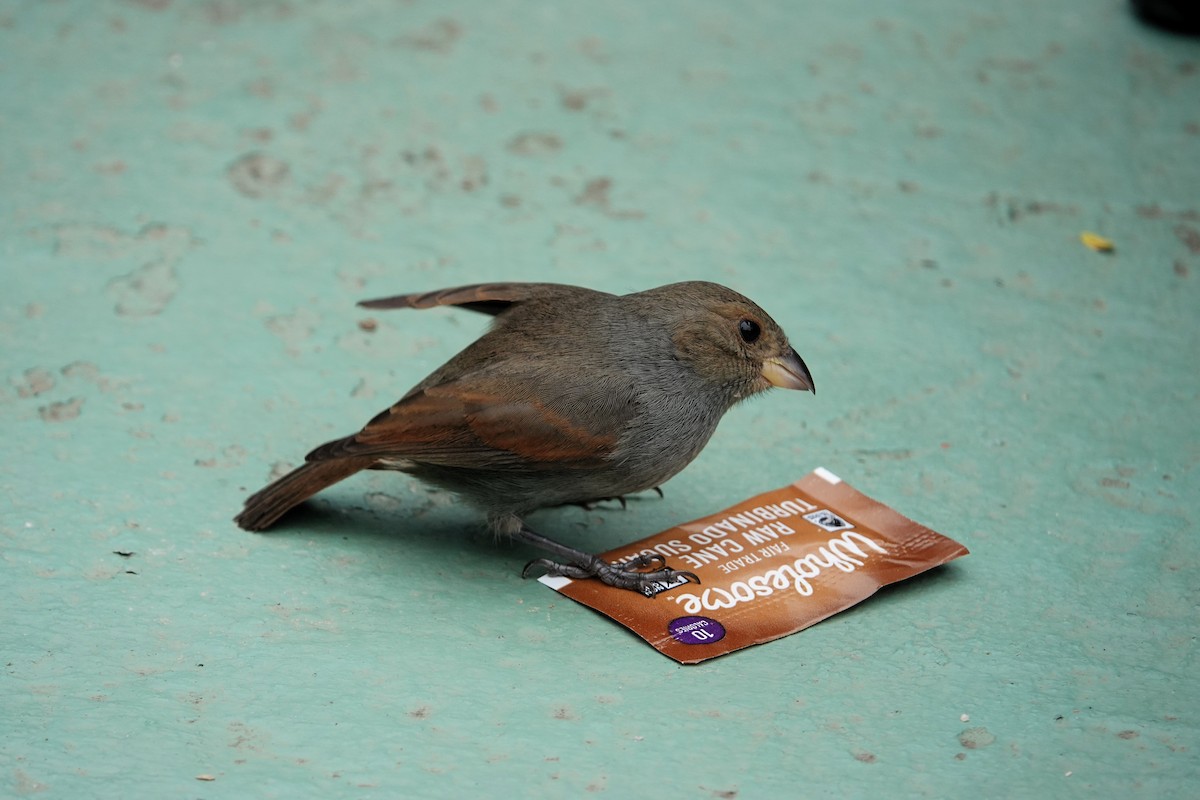 Lesser Antillean Bullfinch - ML651509628