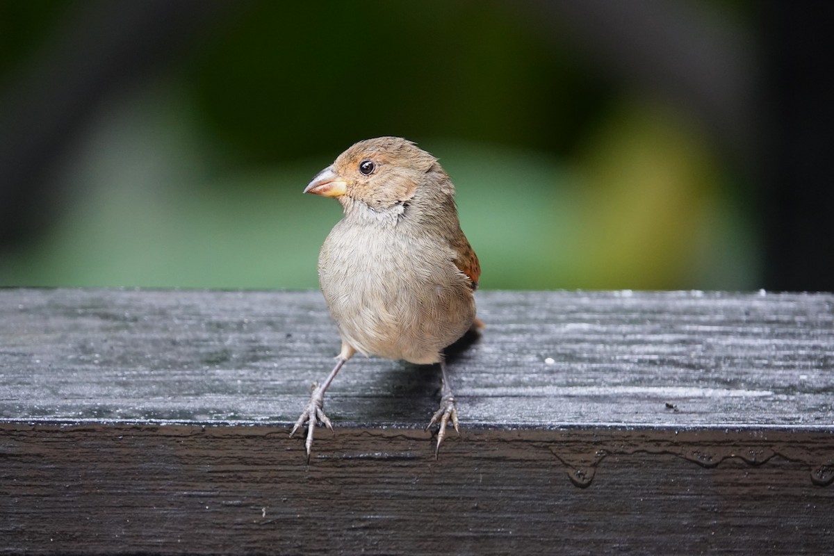 Lesser Antillean Bullfinch - ML651509629
