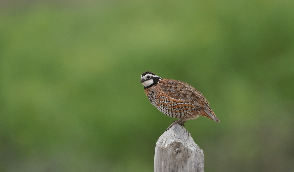 Northern Bobwhite - ML651509698