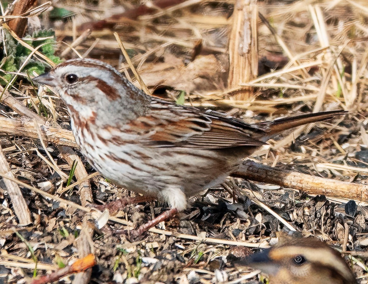 strnadec zpěvný - ML651509710