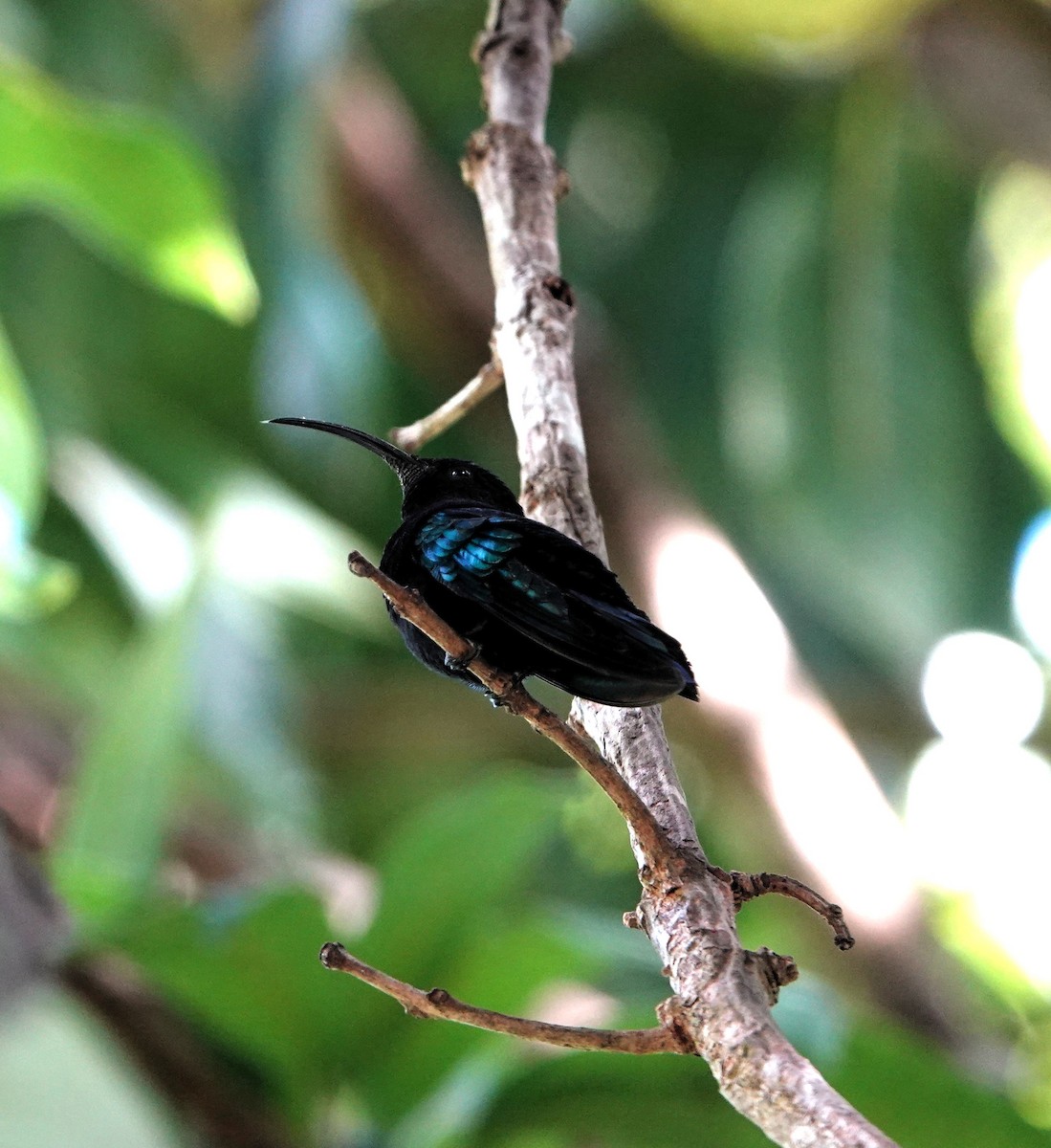 Purple-throated Carib - ML651509727