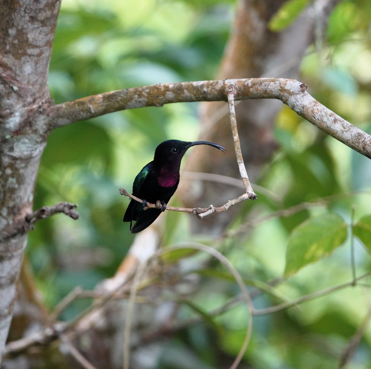 Purple-throated Carib - ML651509778