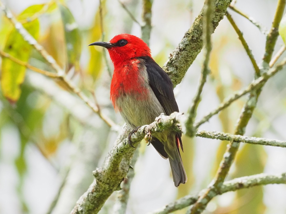 Сулавесская медовка - ML651509783