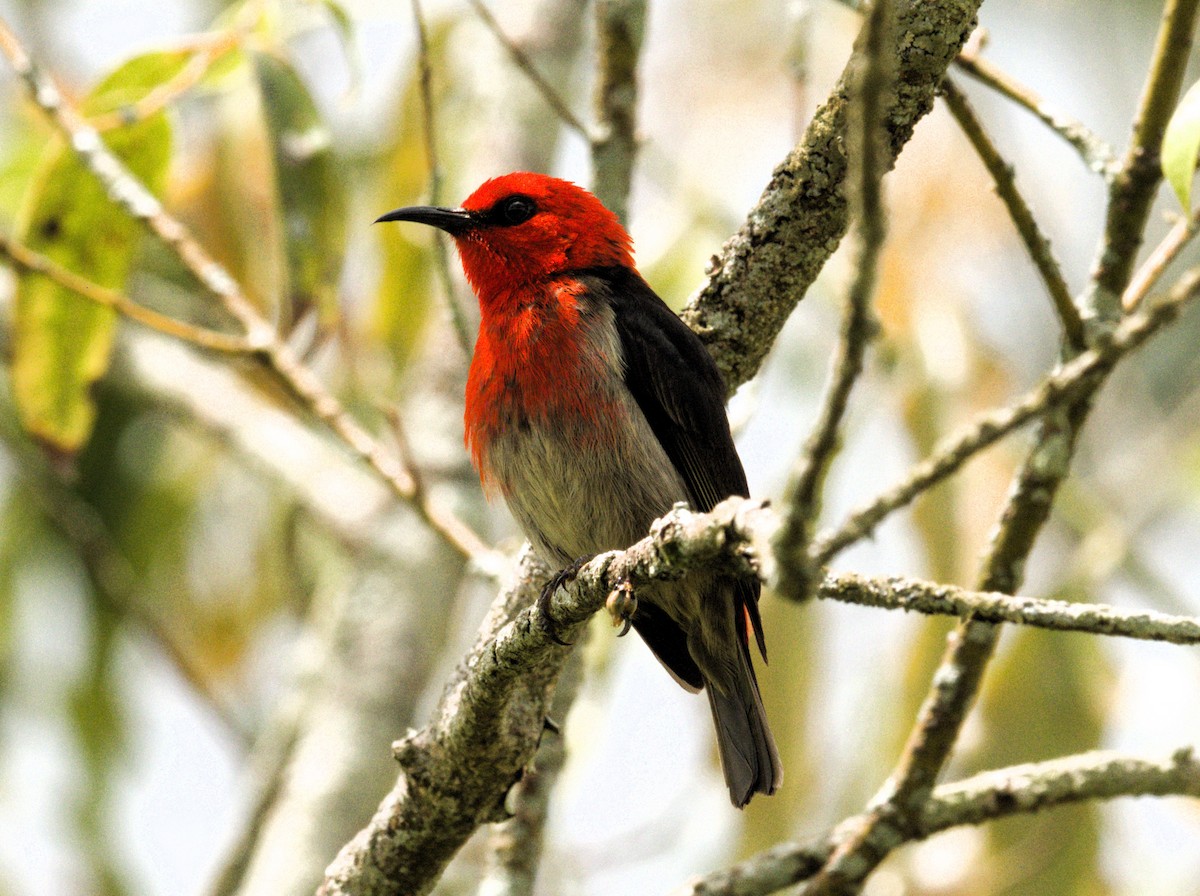 Сулавесская медовка - ML651509784