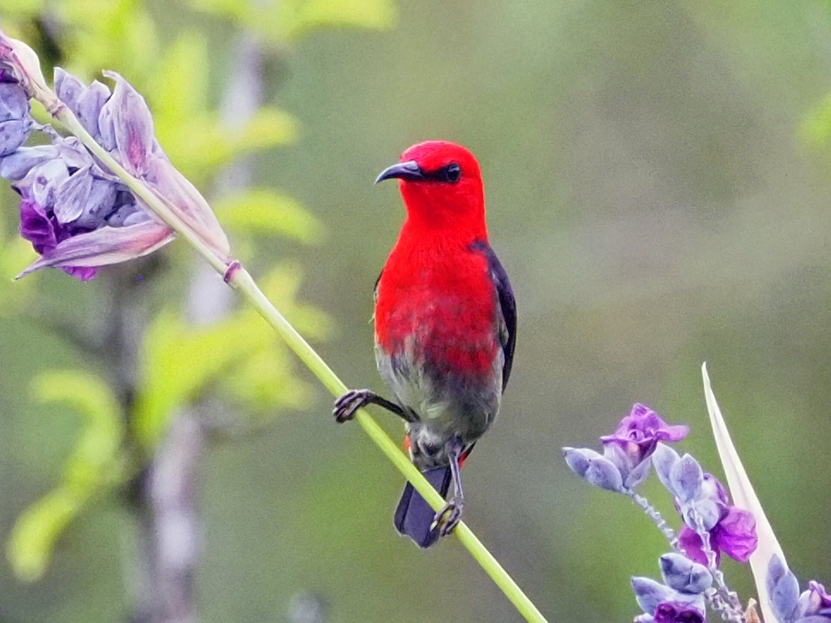Сулавесская медовка - ML651509785