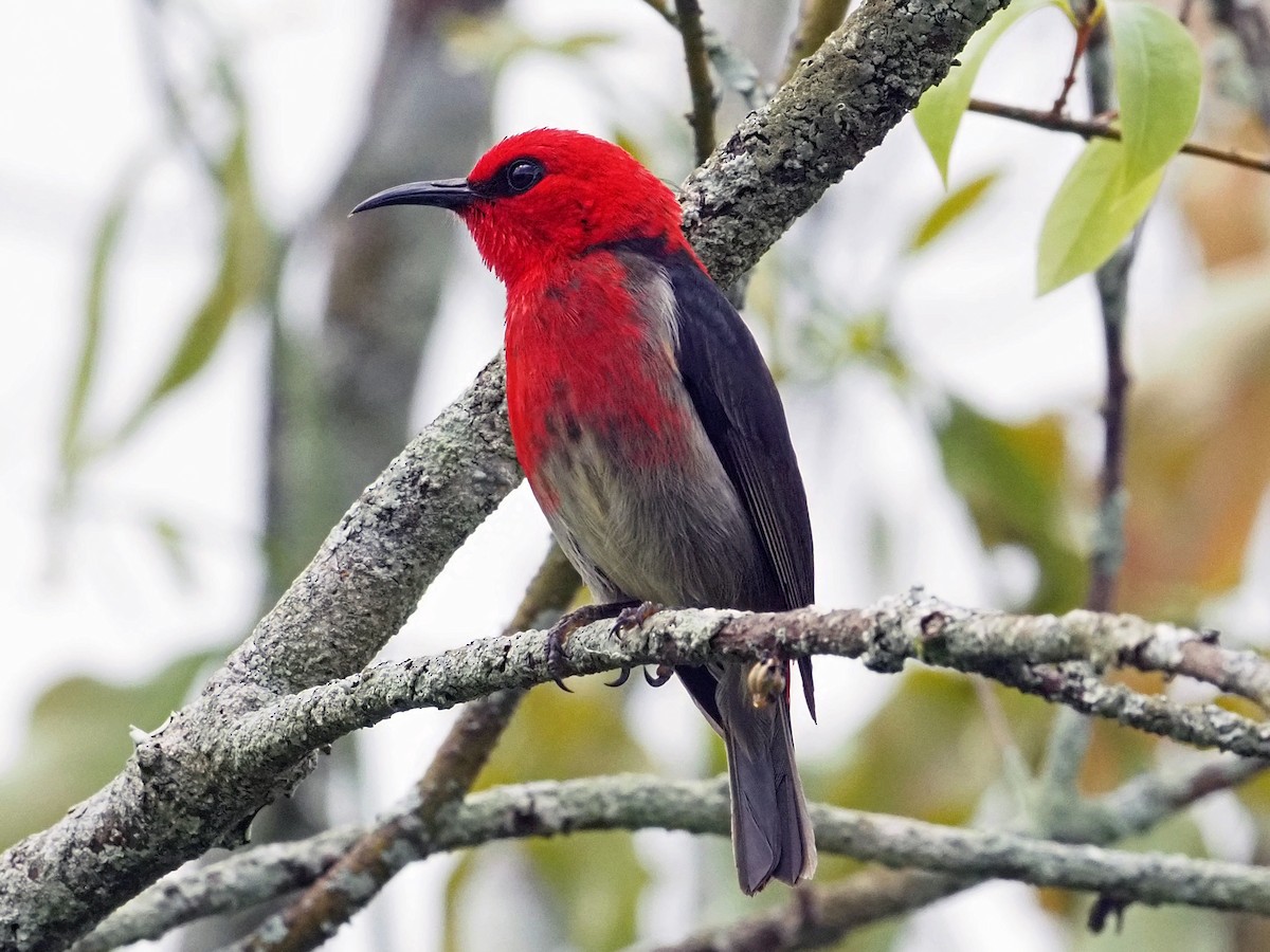 Сулавесская медовка - ML651509786