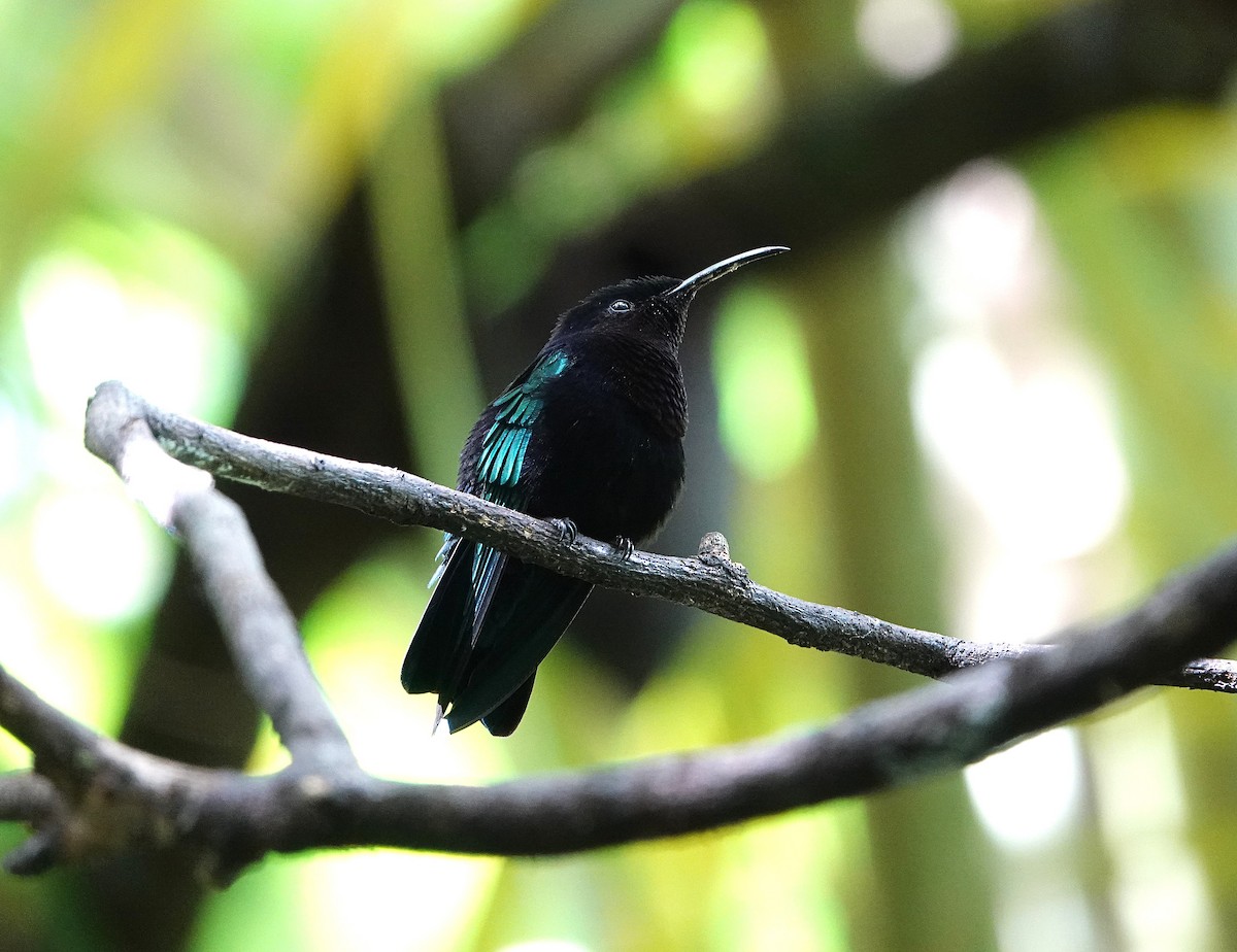 Purple-throated Carib - ML651509816