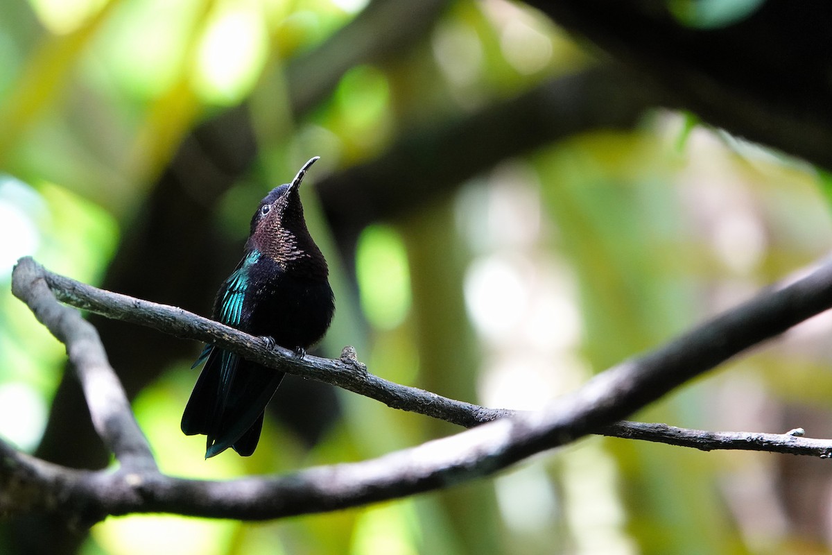 Purple-throated Carib - ML651509817