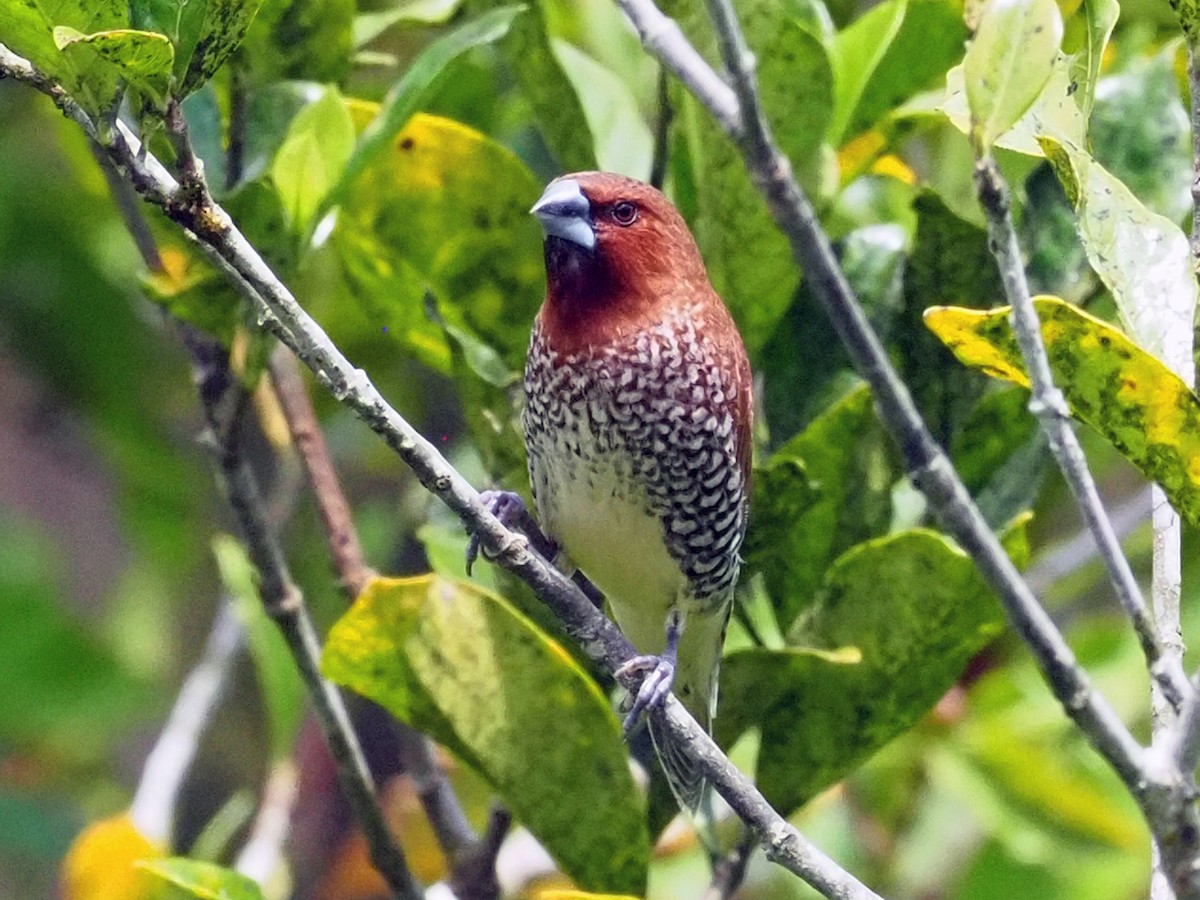 Чешуйчатая муния - ML651509853