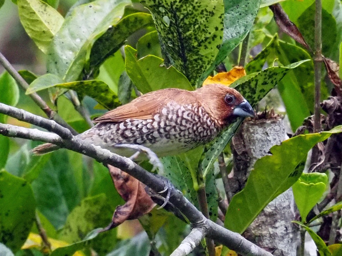 Чешуйчатая муния - ML651509854