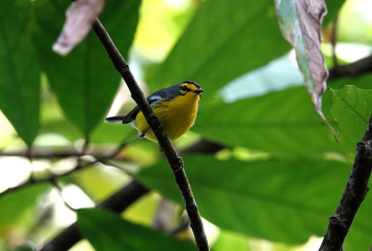 St. Lucia Warbler - ML651509903