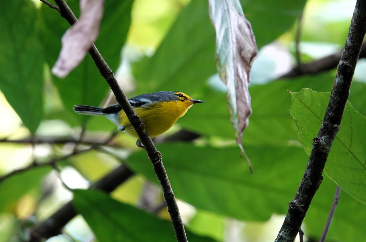 St. Lucia Warbler - ML651509904