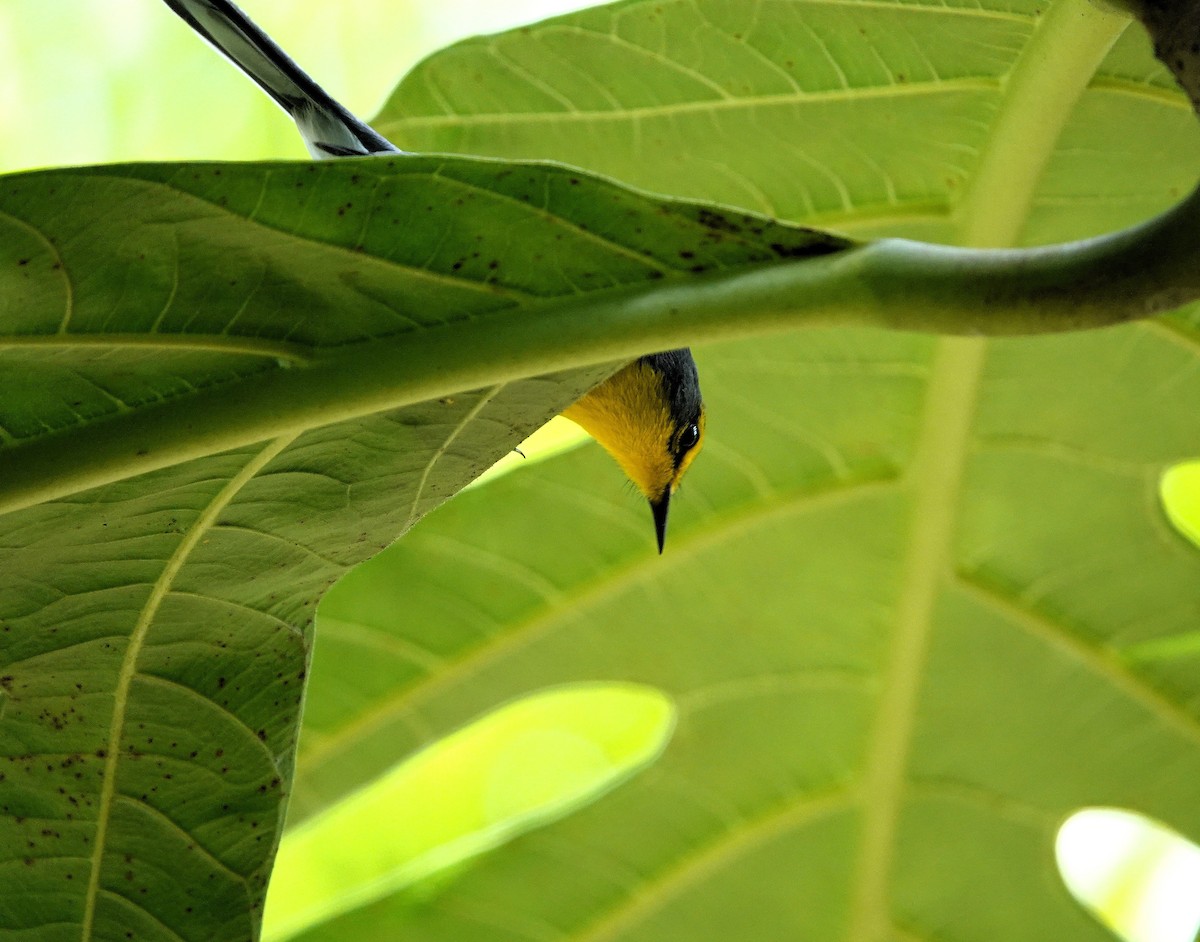 St. Lucia Warbler - ML651509905
