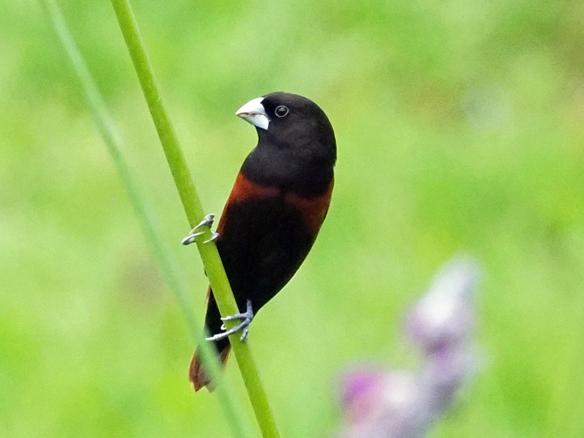 Черноголовая муния - ML651509907